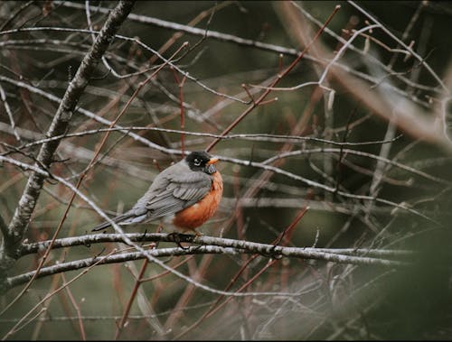 Δωρεάν στοκ φωτογραφιών με robins, άνοιξη, άνοιξη δάσος