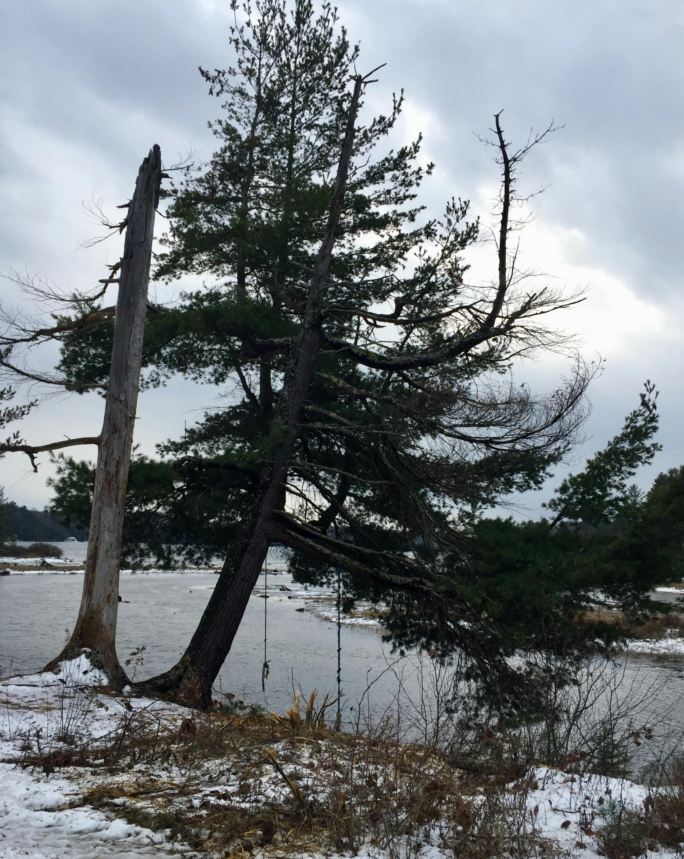 Free stock photo of Old pine tree in winter