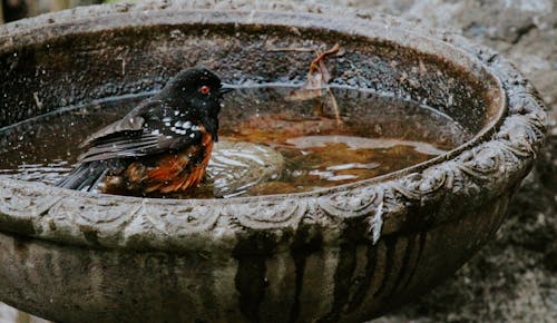 Foto profissional grátis de água, ave, banho de pássaro