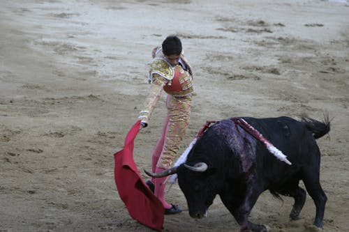 Free stock photo of matador