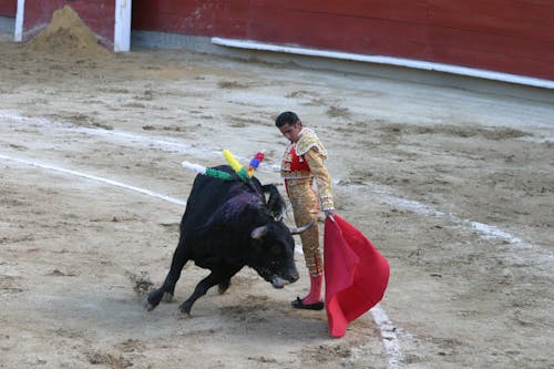Free stock photo of matador