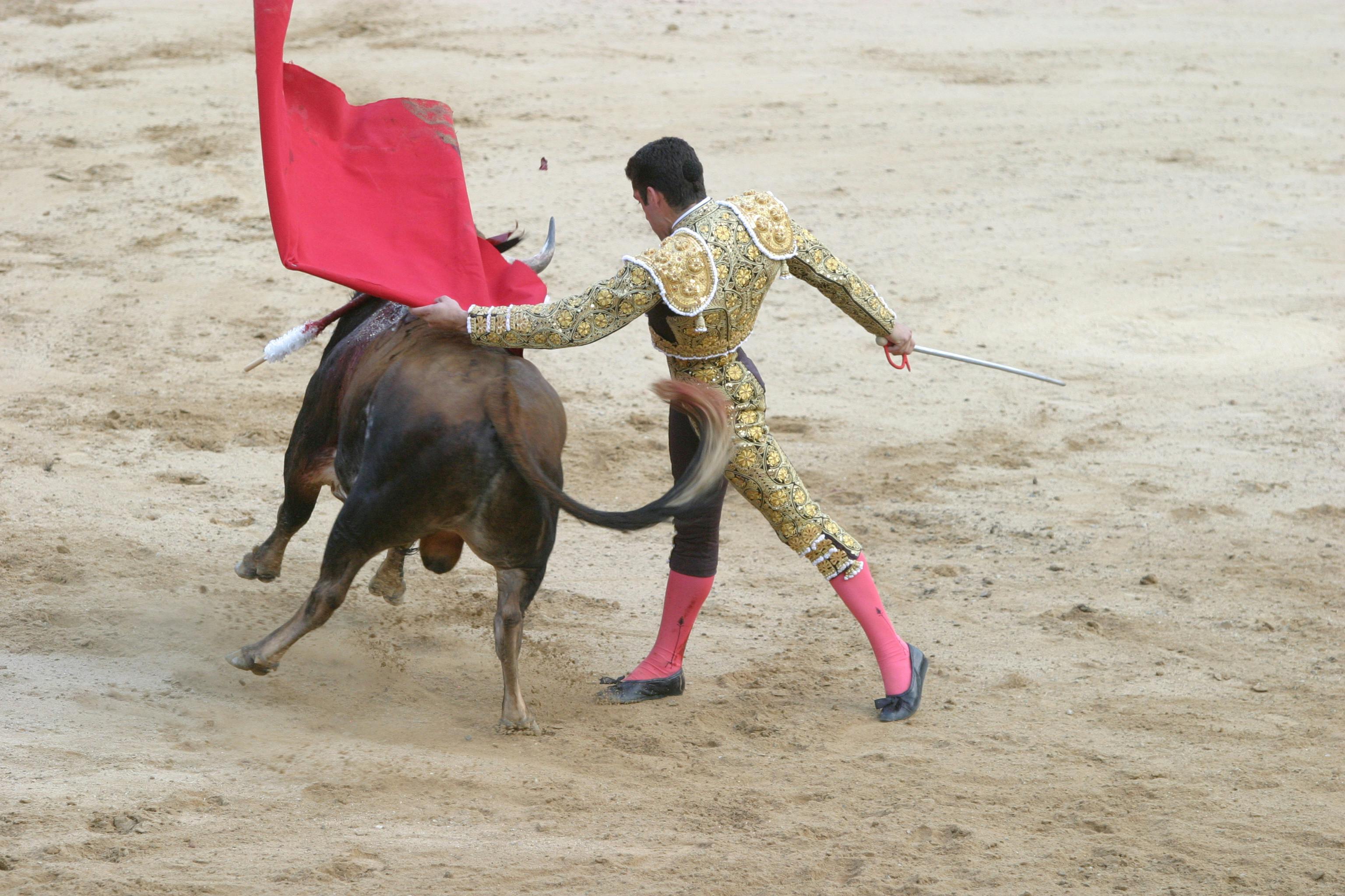 Free stock photo of matador