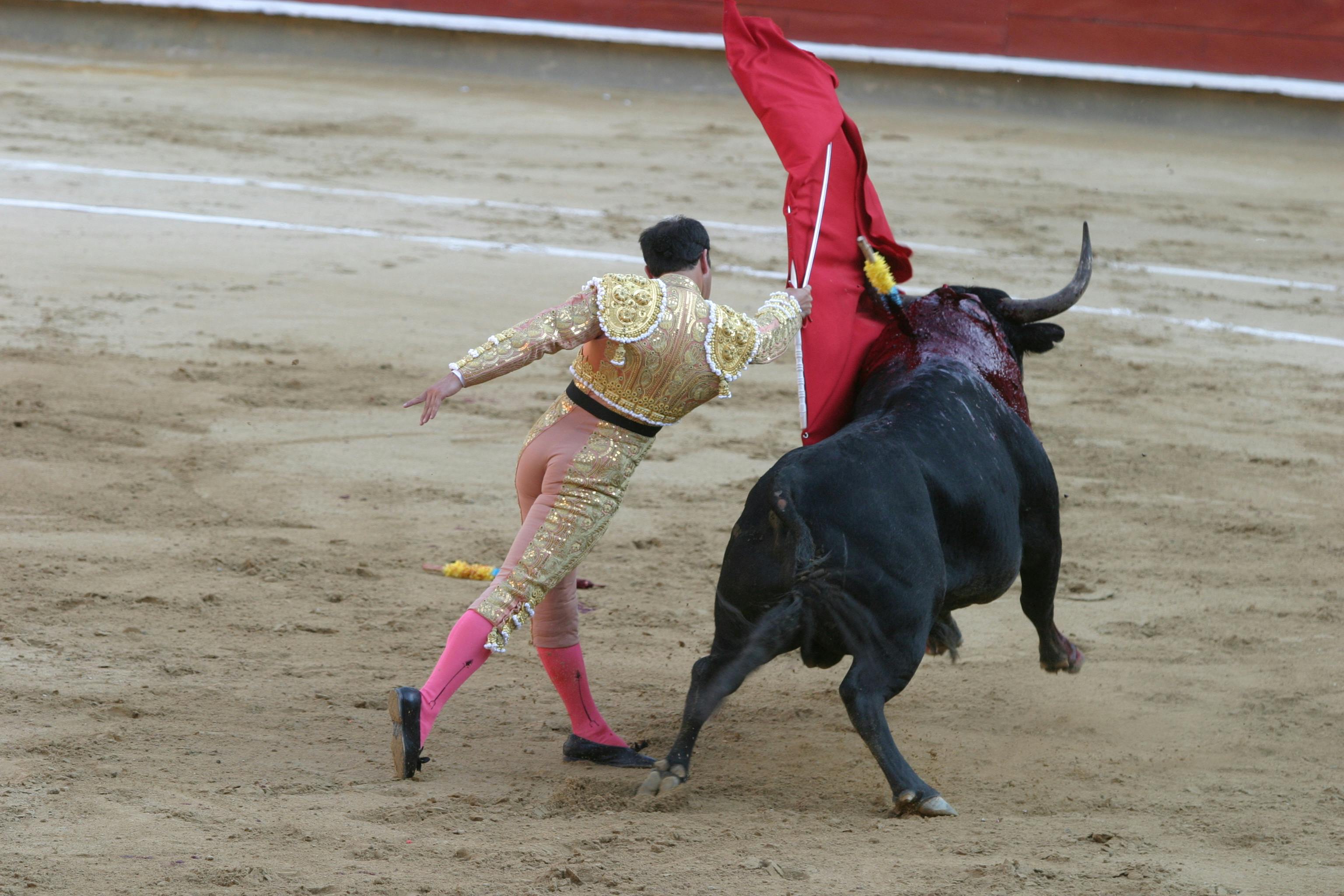 Free stock photo of matador