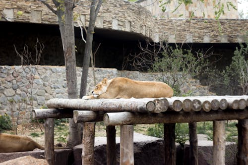 免費 休息, 動物, 動物園 的 免費圖庫相片 圖庫相片