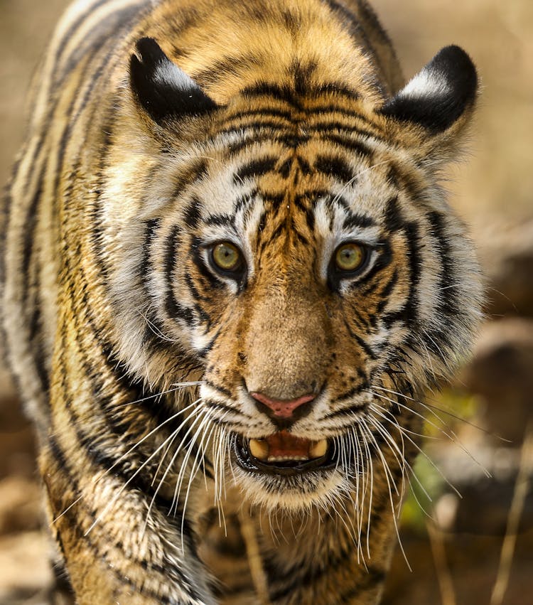 Close-Up Photo Of A Ferocious Bengal Tiger