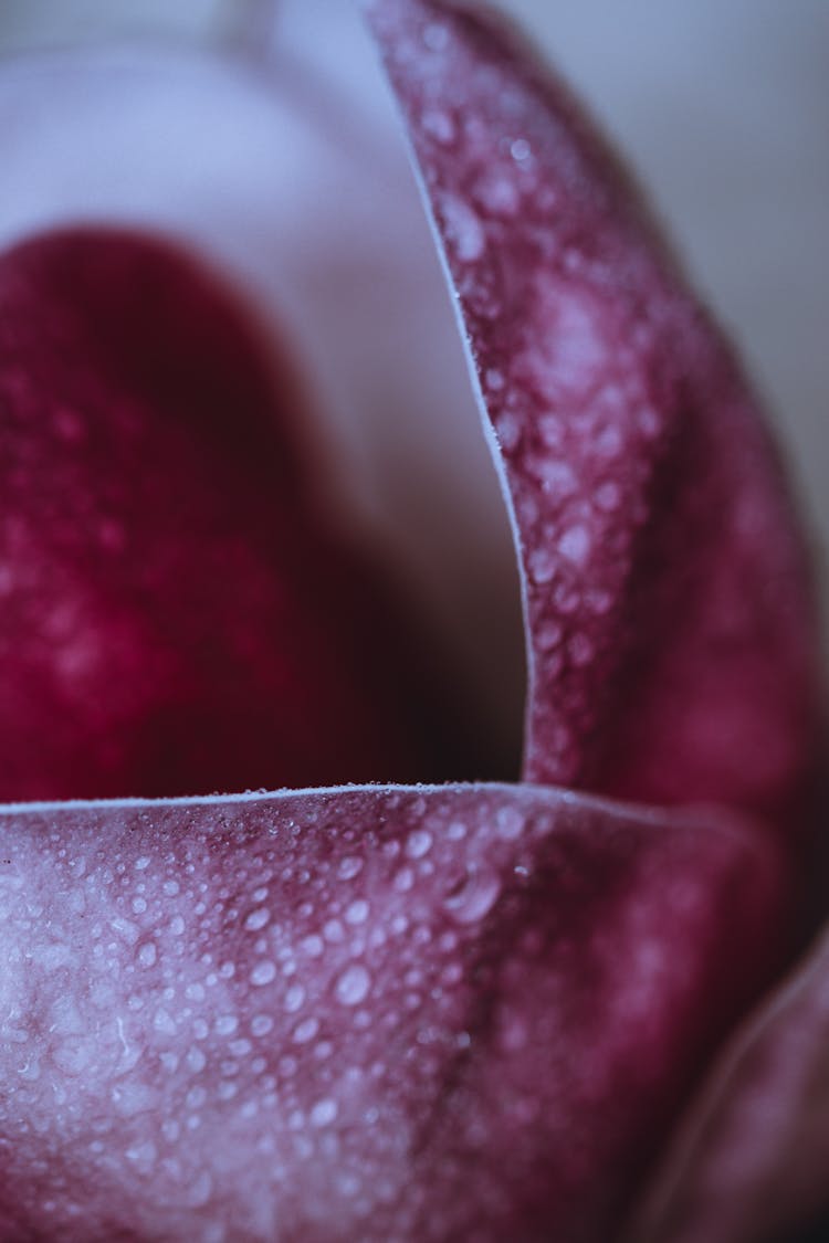 Water Droplets On Red Surface