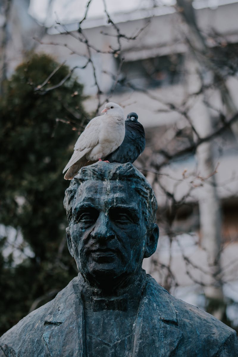 White and Black Pigeons on Head of Statue