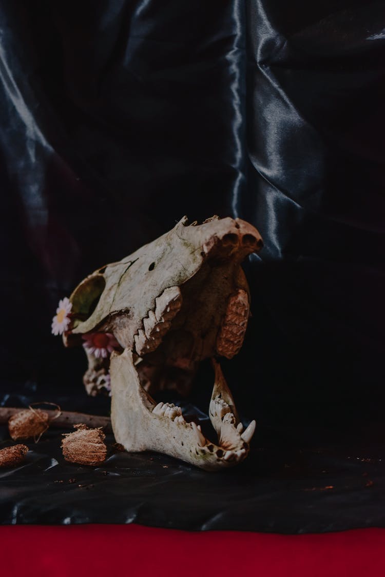 Dark Still Life With An Animal Scull