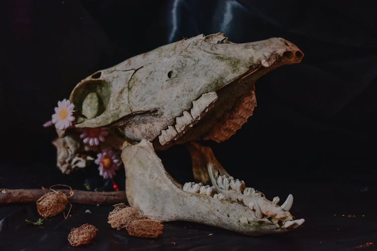 White Animal Skull With Teeth