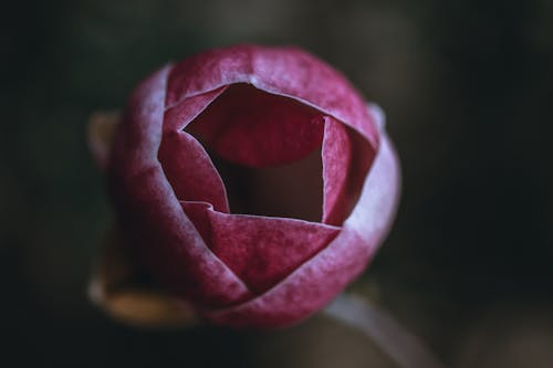 Foto d'estoc gratuïta de flor, fons de pantalla, fresc