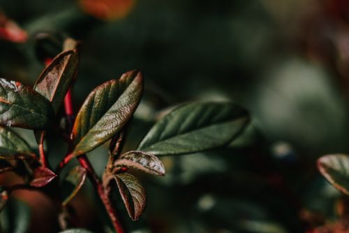 Free Detailed close-up of lush green leaves with red stems in selective focus. Stock Photo