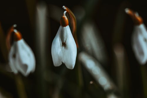 Macro Shot of Snowdrop Flower