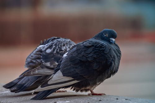 Close Up Shot of Black Birds