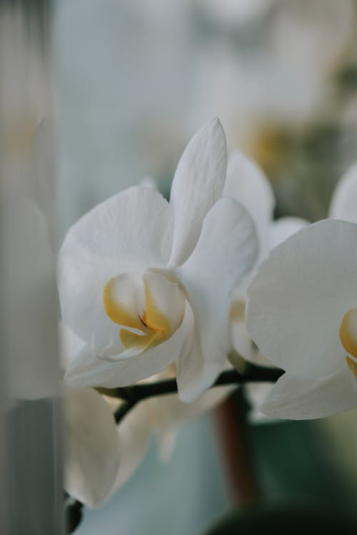 Free White Moth Orchids in Bloom Stock Photo