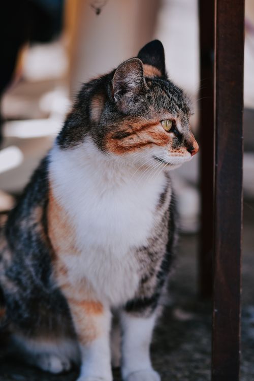 Free Close-up of a cute tabby cat sitting outdoors, capturing its adorable expression in natural light. Stock Photo