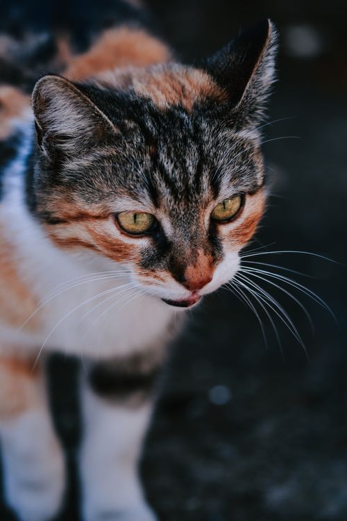 Free Close-up of a calico cat with striking green eyes and detailed fur pattern. Stock Photo