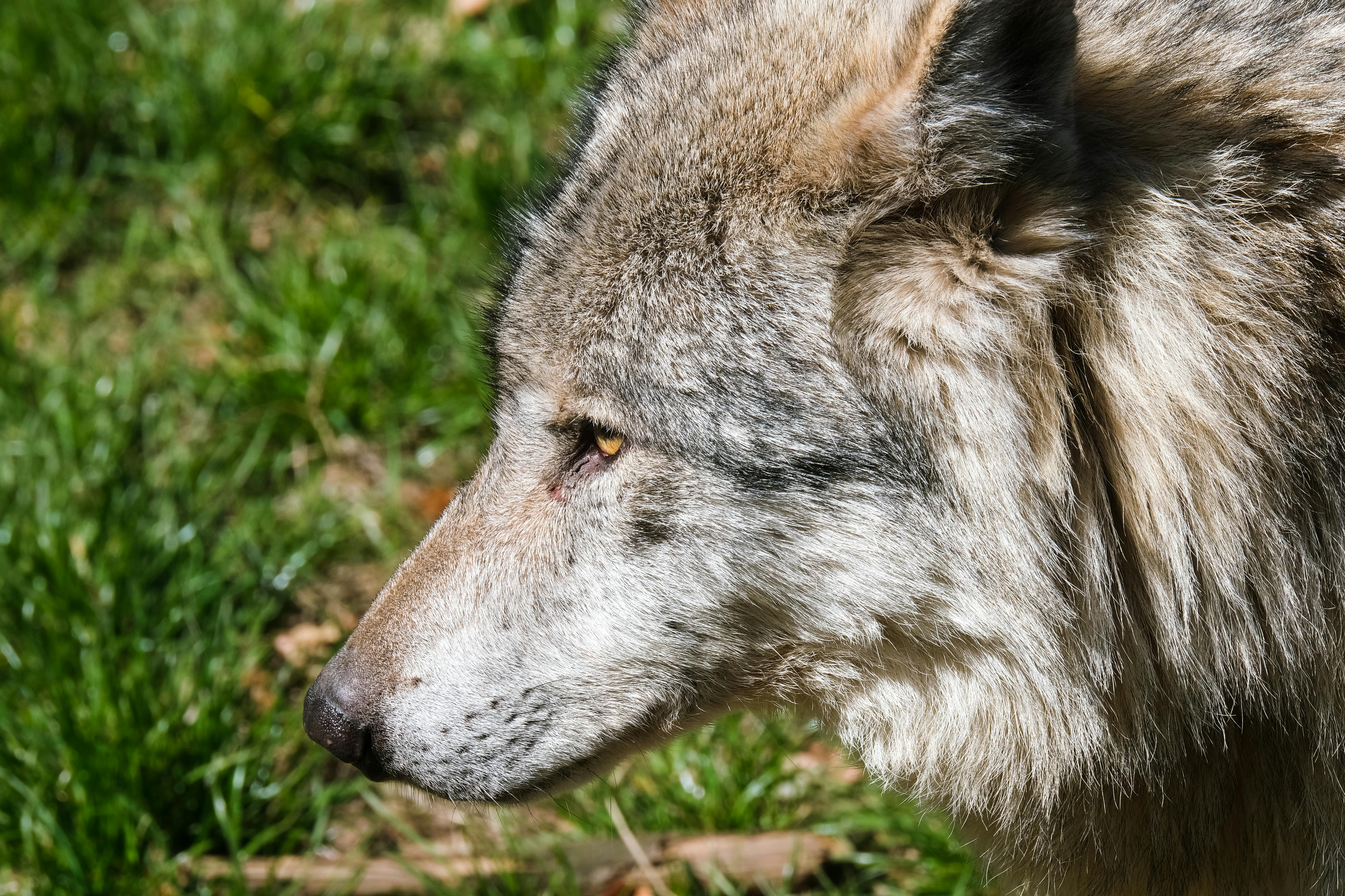 Sunday Sports: Watertown Wolves announce new coach, general manager — Photo by Nicky Pe on Pexels
