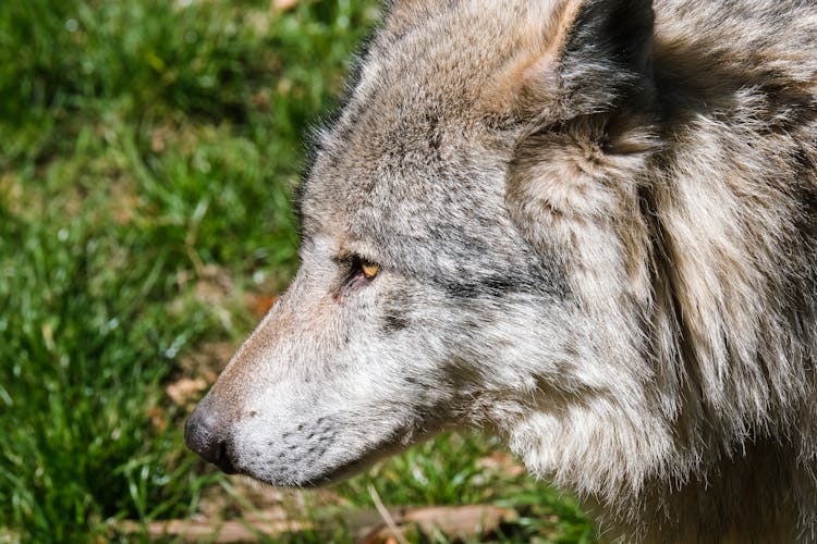 Close-up Of Gray Wolf 