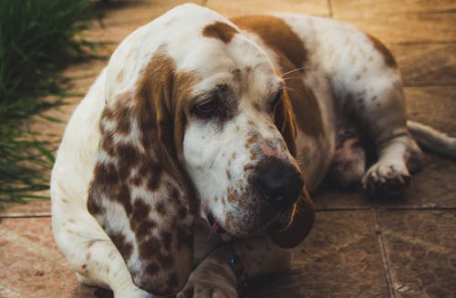 Basset Hound Marrón Y Blanco Tumbado En El Suelo