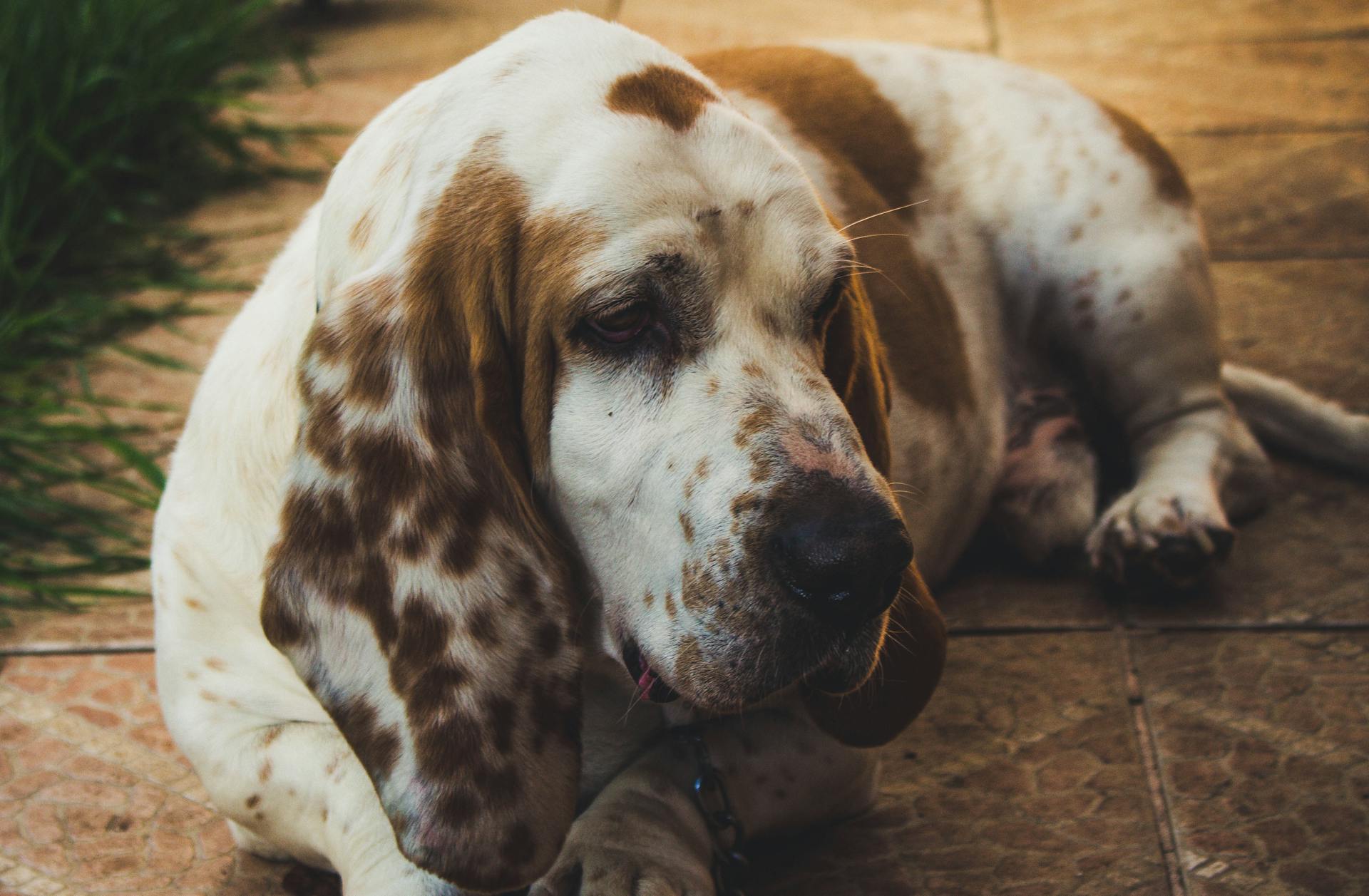 Un basset blanc et brun allongé sur le sol