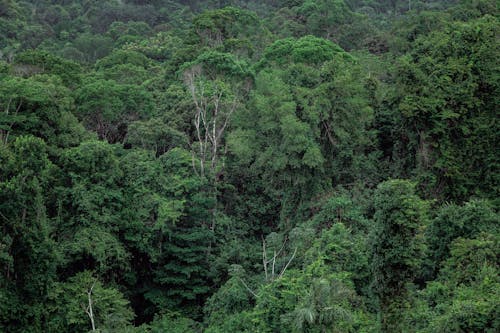 bezplatná Základová fotografie zdarma na téma dešťový prales, džungle, hustý Základová fotografie