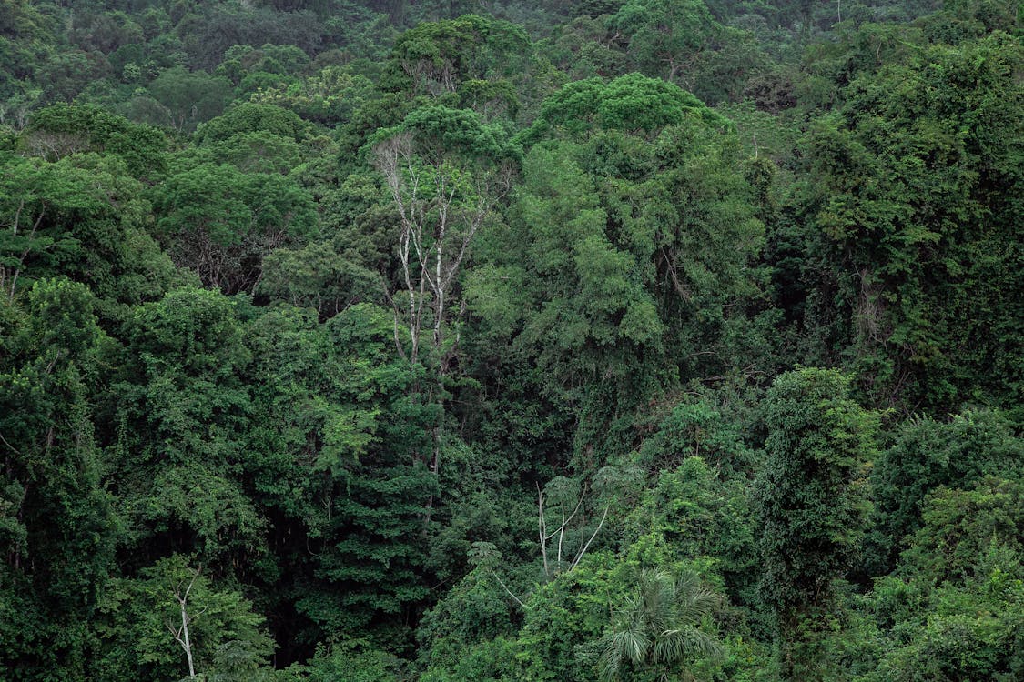 Δωρεάν στοκ φωτογραφιών με αεροφωτογράφιση, δασικός, δάσος