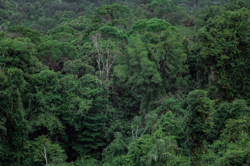 Breathtaking aerial view of lush, dense tropical rainforest with vibrant greenery