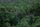 amazon rainforest