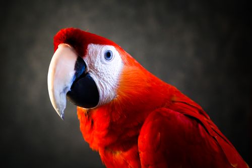 Free Stunning close-up of a scarlet macaw showcasing its vivid red feathers and striking beak. Stock Photo