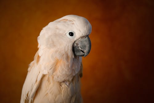 Kostenloses Stock Foto zu braunem hintergrund, federn, kakadu mit lachshaube