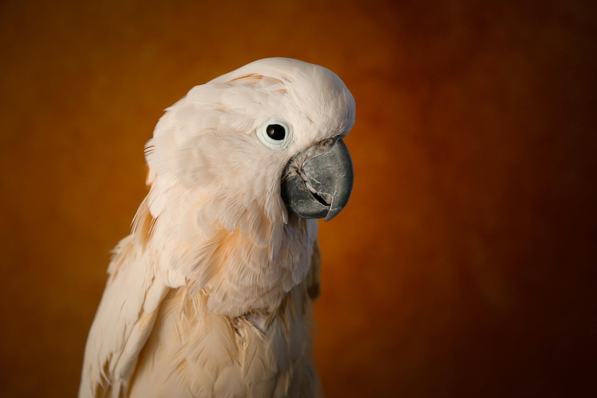 Salmon-Crested Cockatoo in Close-Up Photography