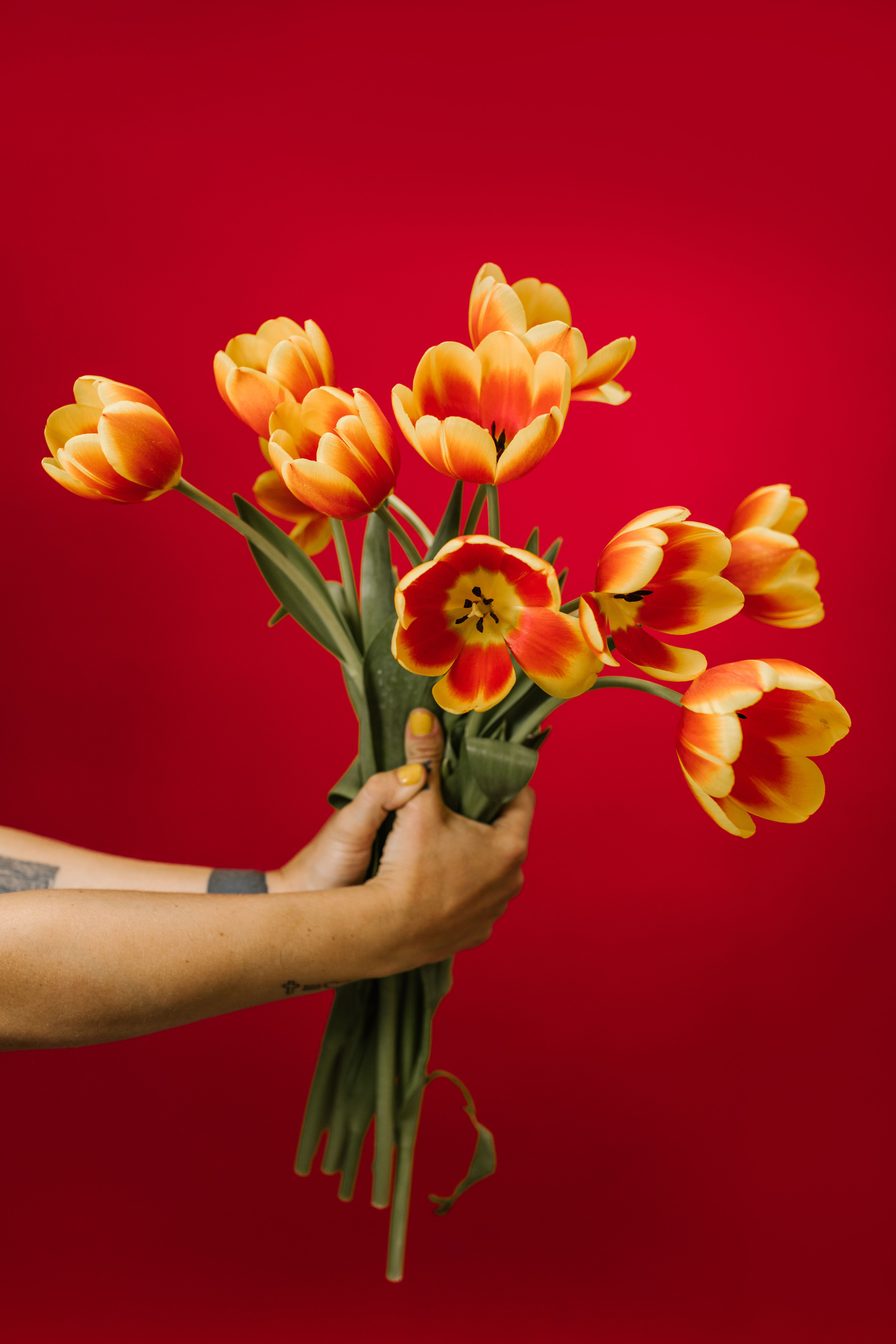 A striking bouquet of orange tulips held against a vivid red backdrop, creating a dramatic floral scene.