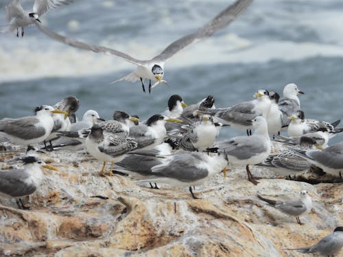 A Seagull Flying with Food in its Beak