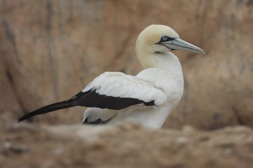 Free Stunning close-up of a Northern Gannet (Morus bassanus) on a rocky shoreline. Stock Photo