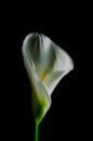 White Tulip in Close Up Photography