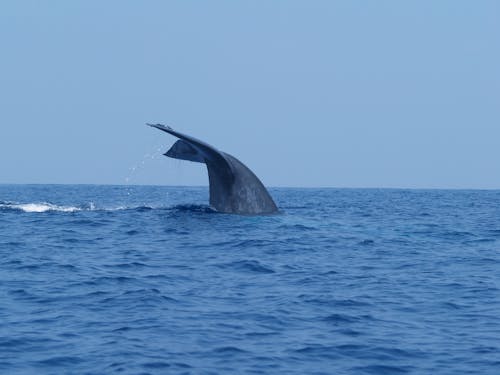 Foto stok gratis alam, ekor, ikan paus