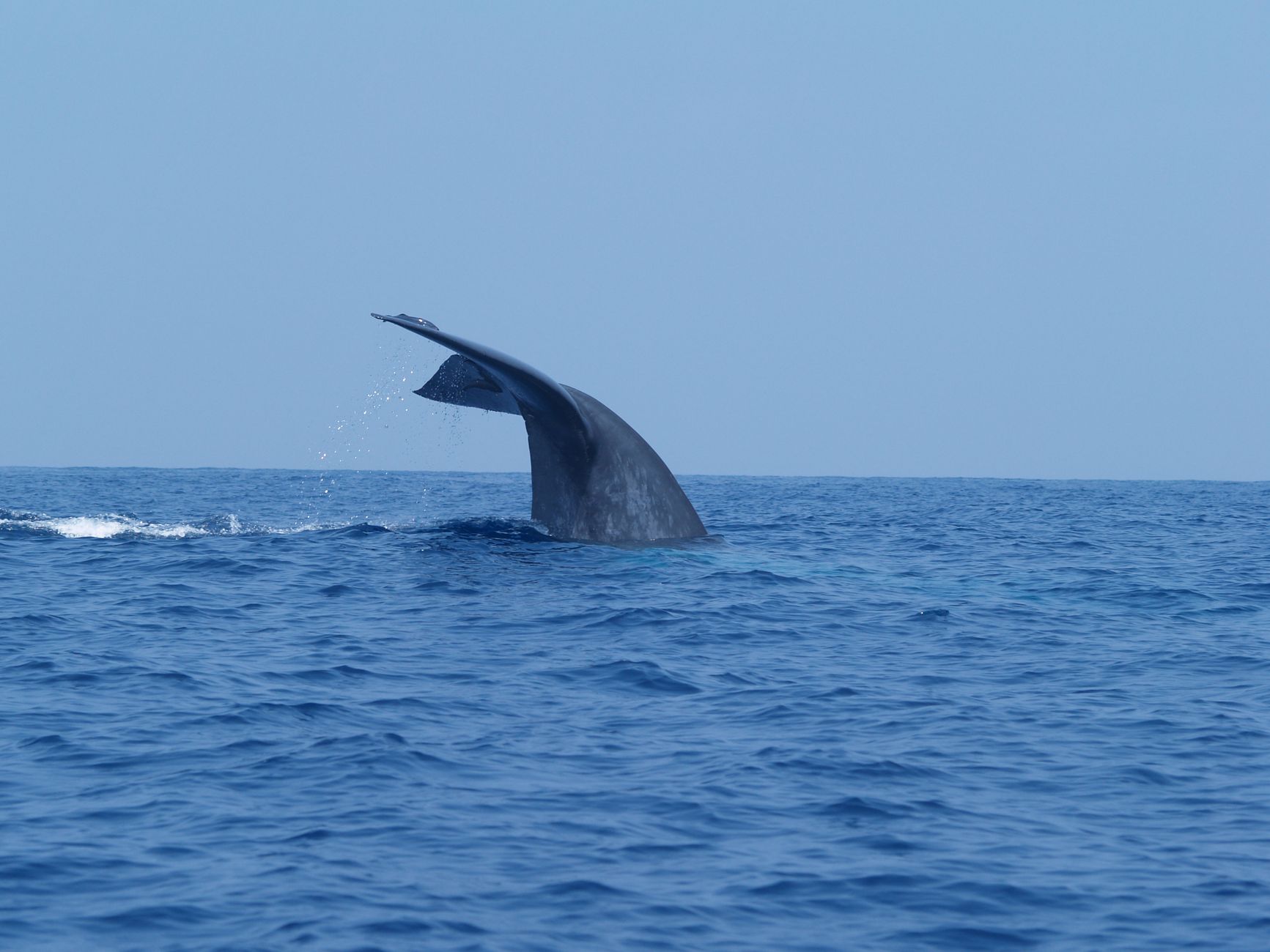 Best Places in Sri Lanka for Whale Watching