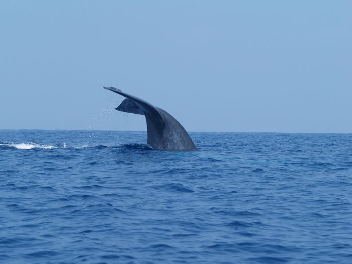 Whale Watching