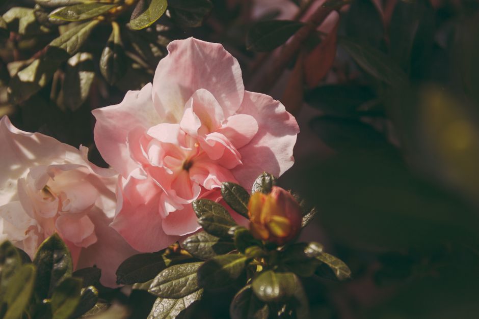 Close-up of vibrant pink azalea flowers with lush green leaves bathed in warm sunlight.