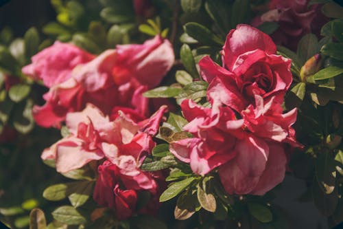 Pembe Güllerin Yakın çekim Fotoğrafçılığı