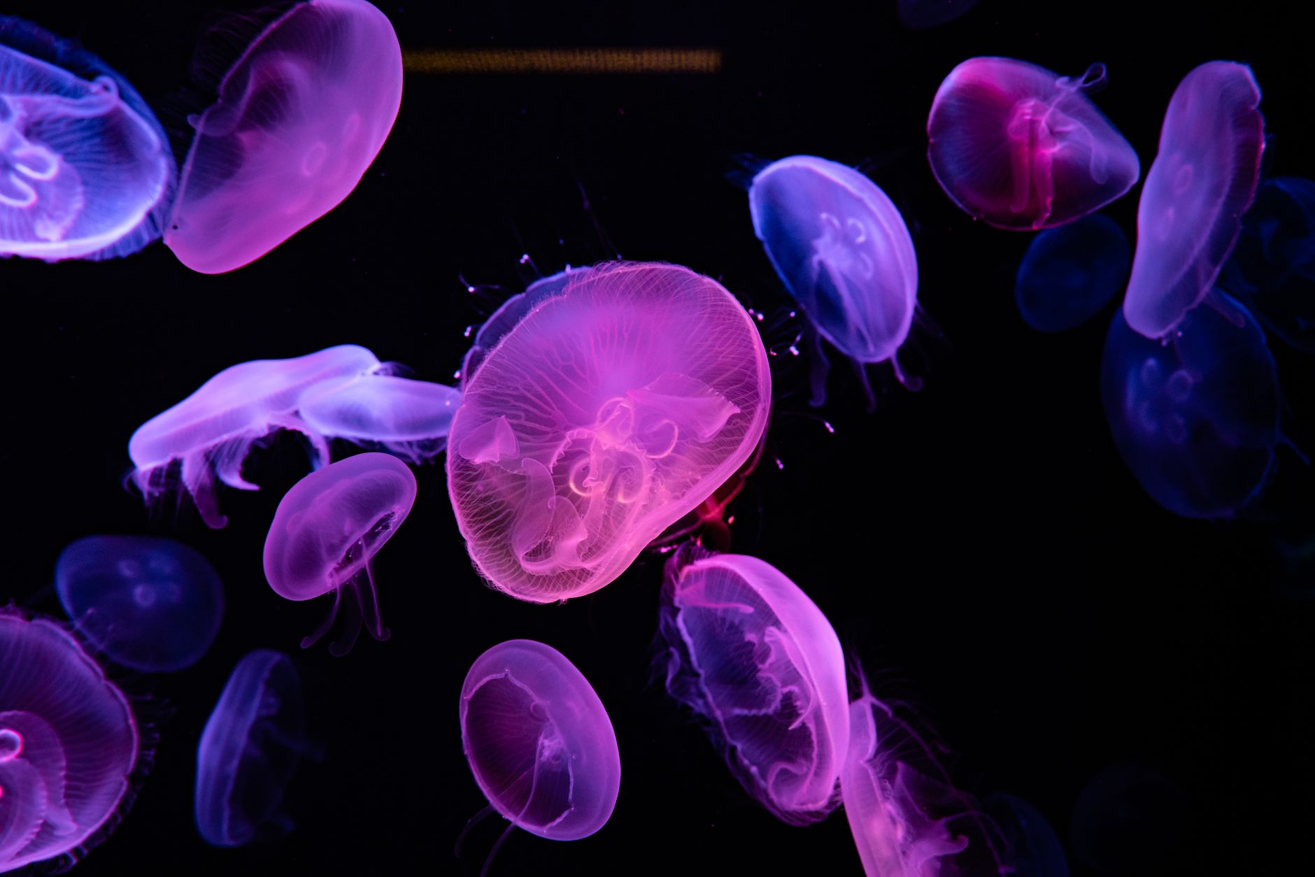 Jellyfish cells regeneration — Curiosidades
