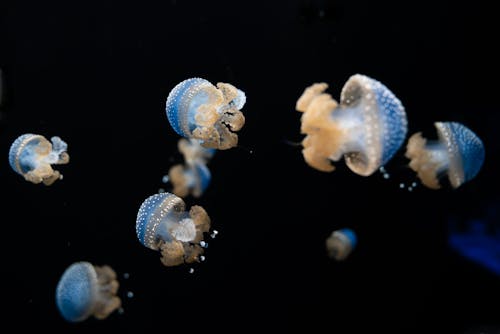 Blue and White Jellyfish in Water