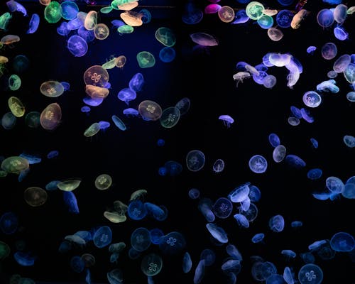 Бесплатное стоковое фото с водный, люминесценция, медуза
