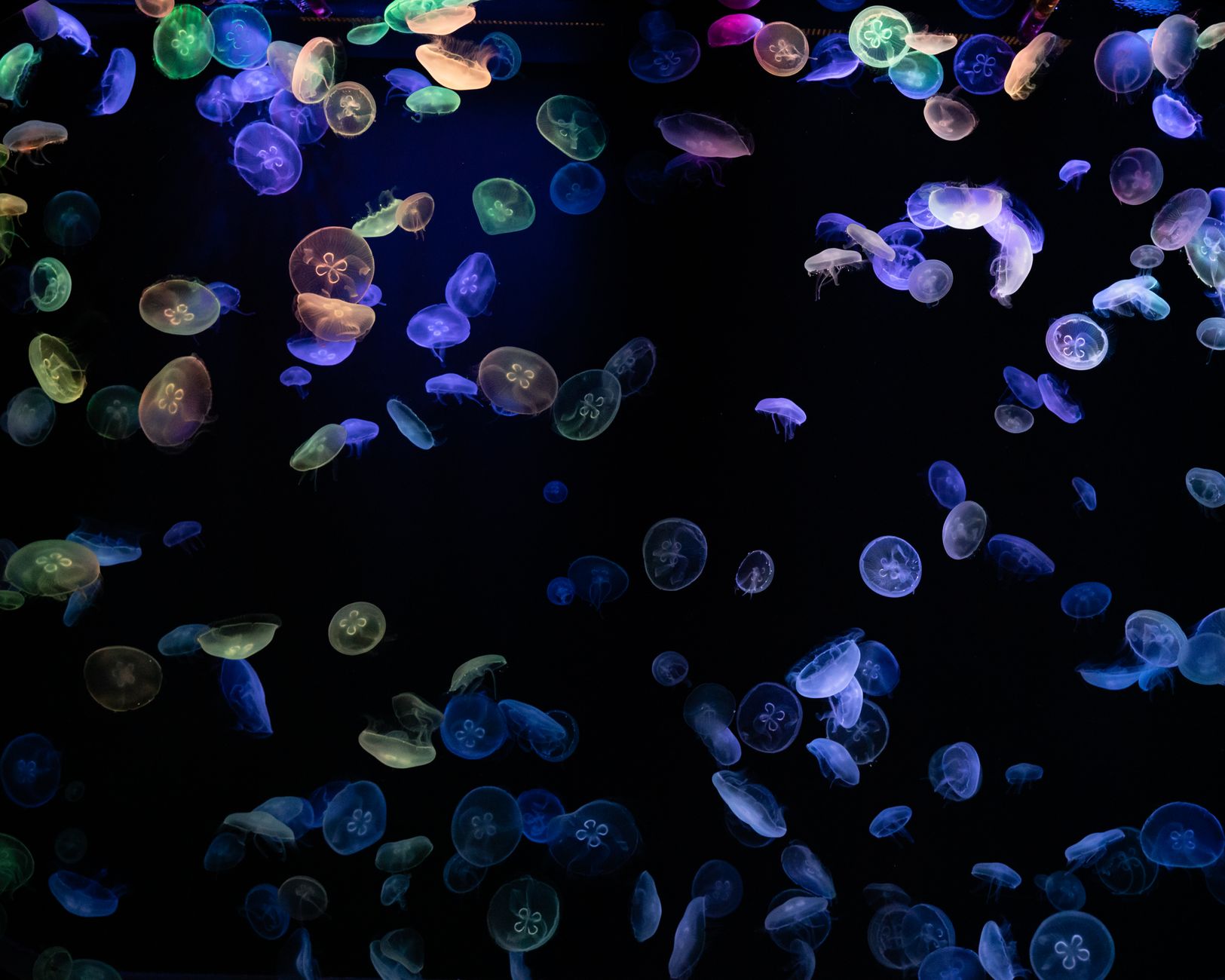 Cellular reprogramming in jellyfish — Curiosidades