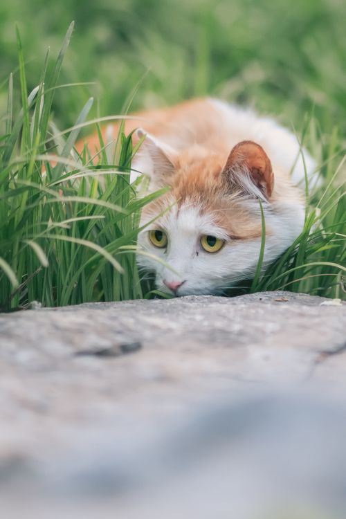 Free Charming image of a fluffy cat lying in vibrant green grass, exuding calm and curiosity. Stock Photo