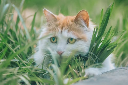 Fotobanka s bezplatnými fotkami na tému cicavec, domáce zviera, mačací