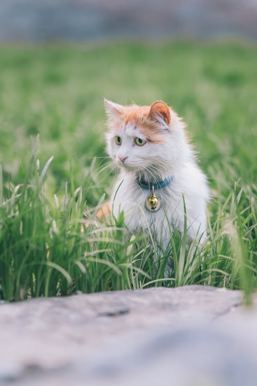 A Tabby Cat on a Grass 