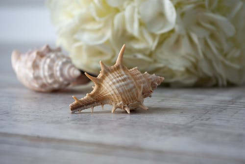 Seashells placed on table against hydrangea flower