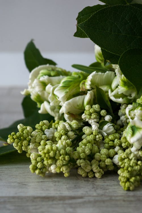 Branch of white lilac and Super Parrot tulips placed on table