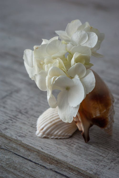 From above of composition of seashells with aromatic white hydrangea flowers placed on wooden table